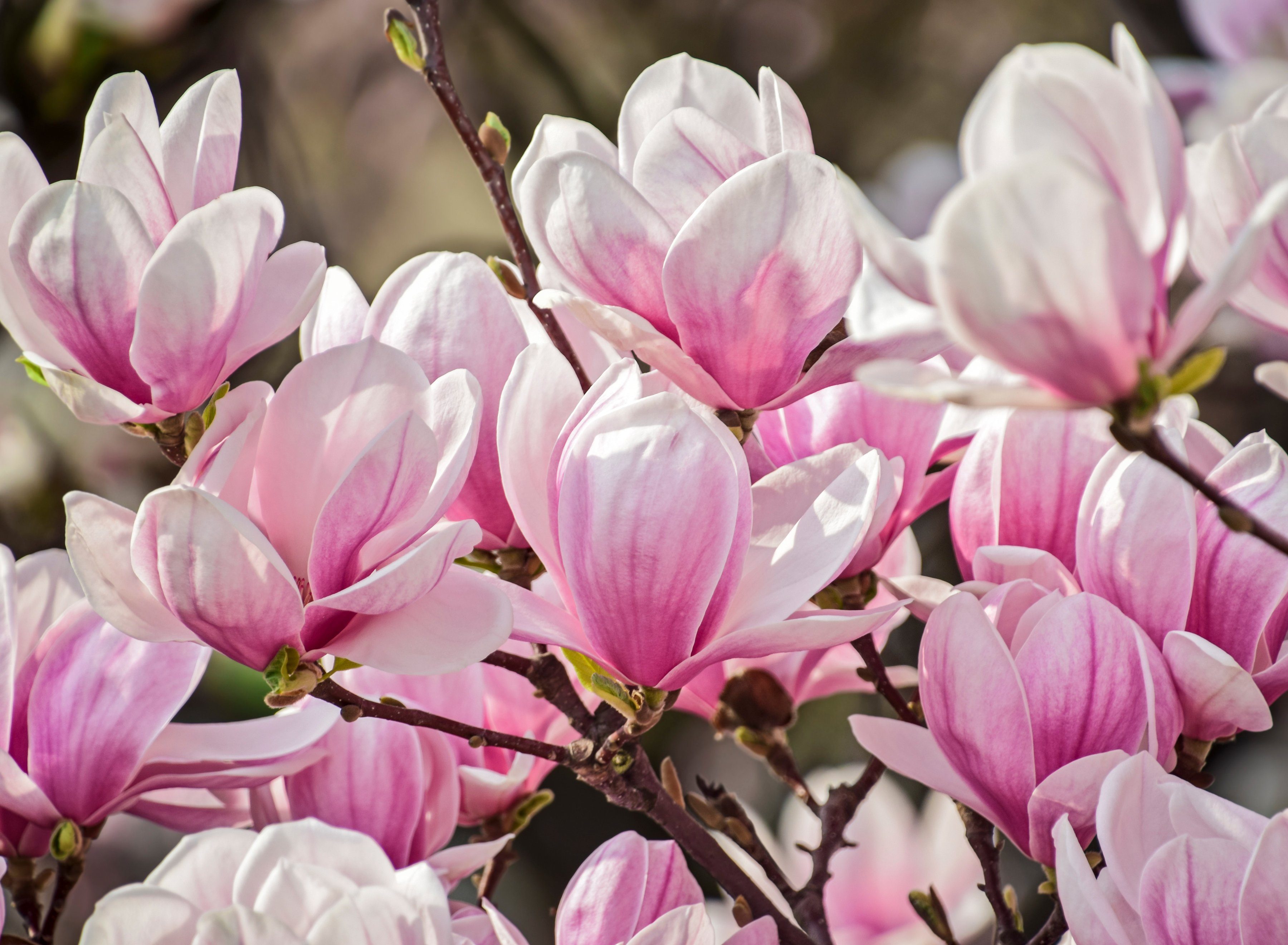 papermoon fotobehang magnolia flowers multicolor