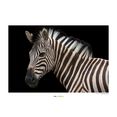 komar poster damara zebra hoogte: 40 cm multicolor