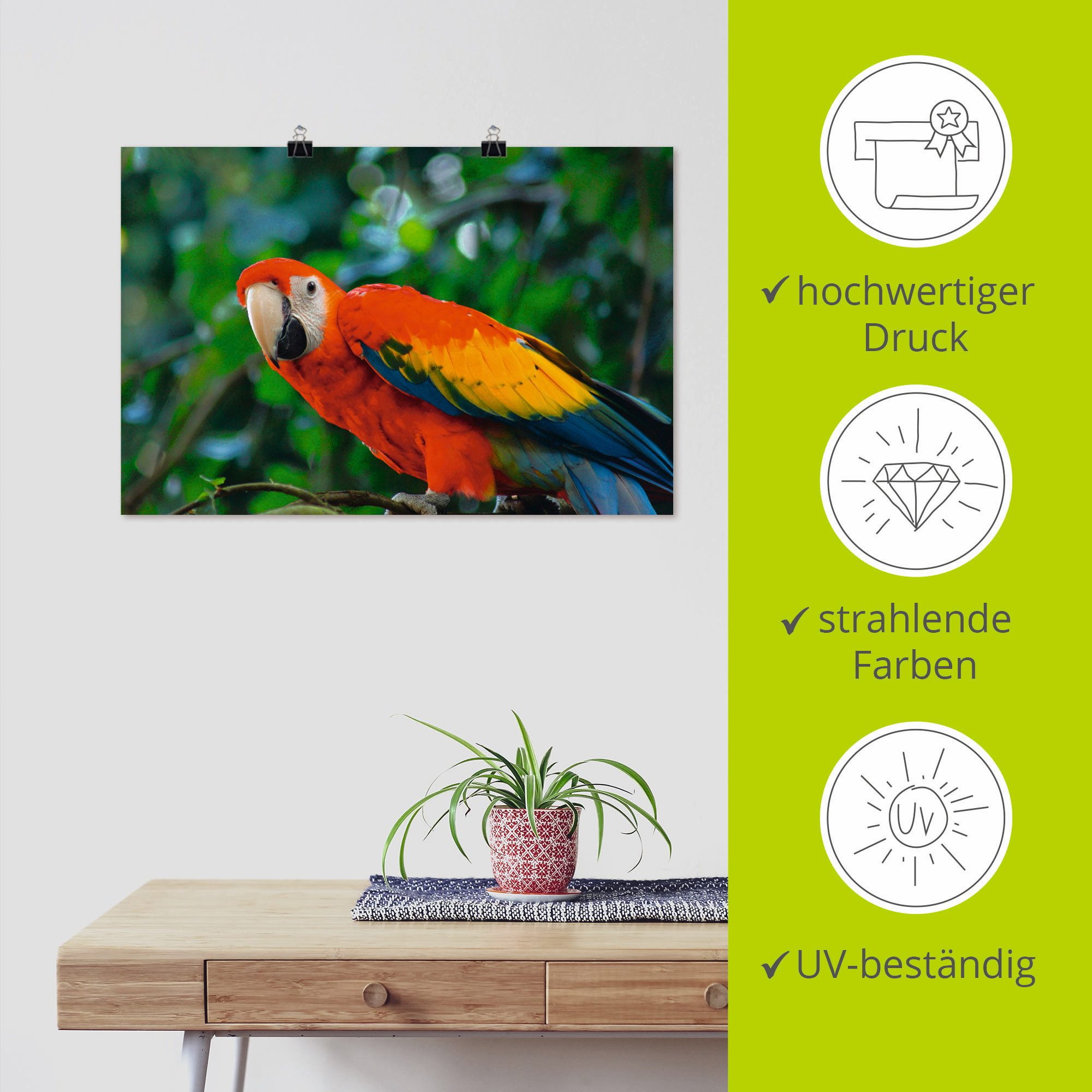 Artland Poster Rode Ara als artprint van aluminium, artprint op linnen, muursticker of poster in verschillende maten