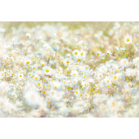 KOMAR, fotobehang, Daisies, 368x254 cm