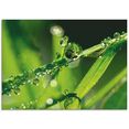 artland print op glas waterdruppels op gras (1 stuk) groen