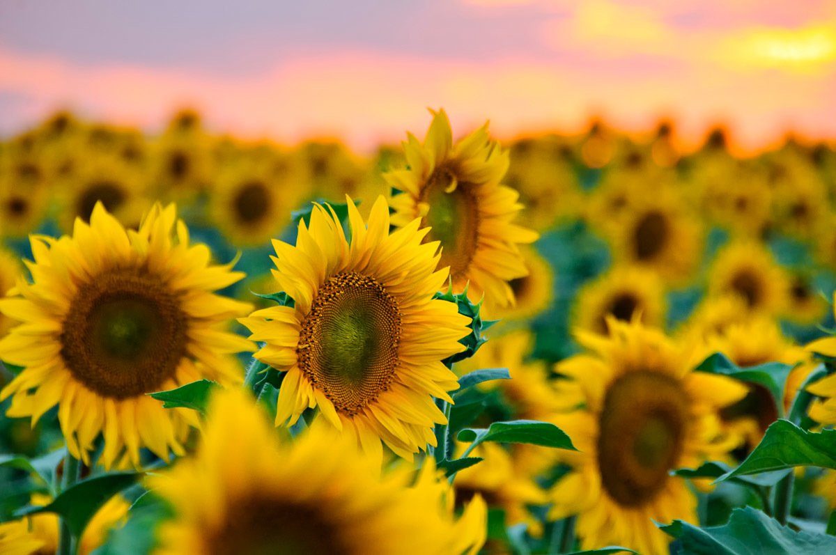 Papermoon Fotobehang Feld der Sonnenblumen