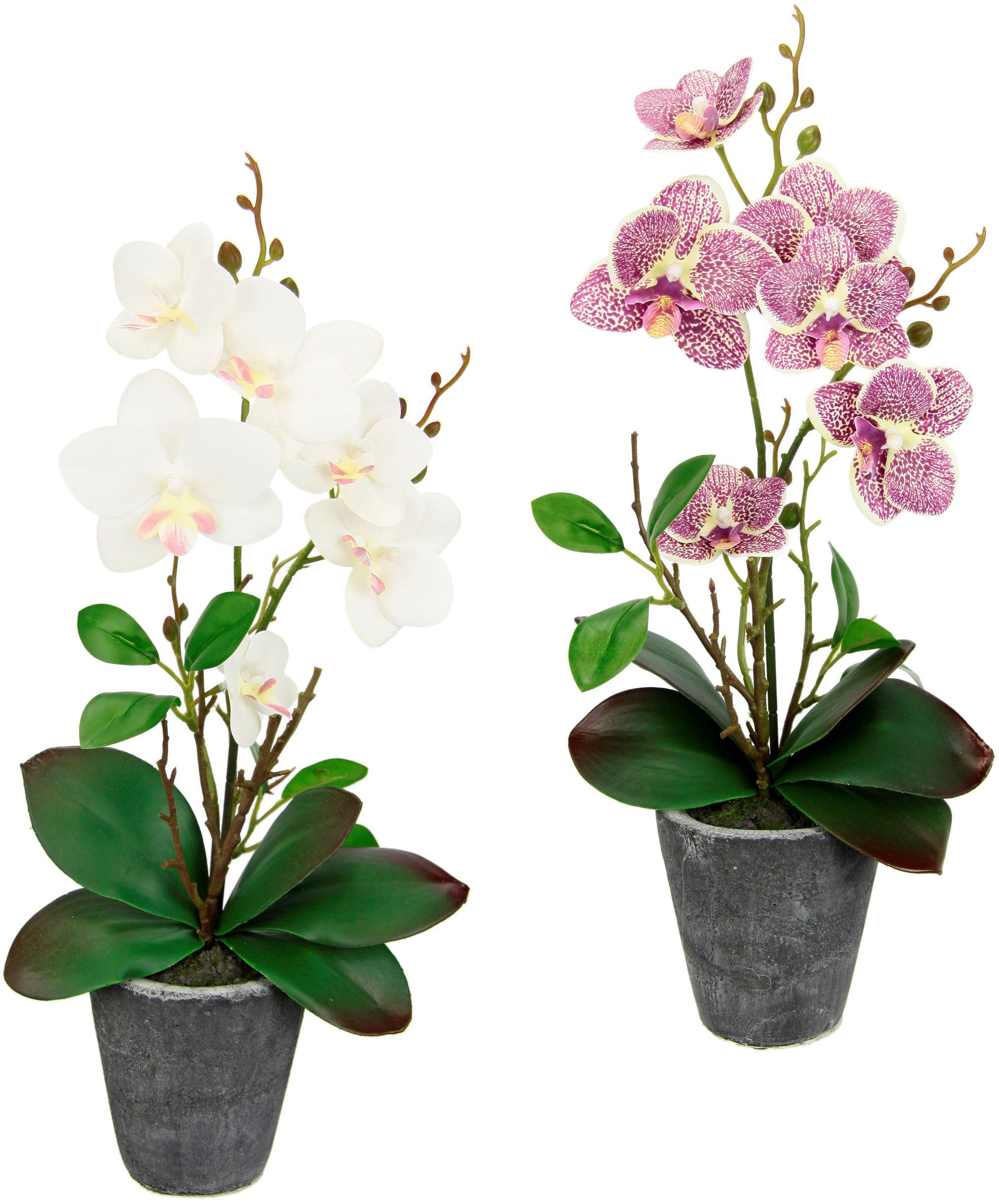 I.GE.A. Kunstplant Orchidee Met bladeren en luchtwortels, in een pot van keramiek, set van 2 (2 stuks)