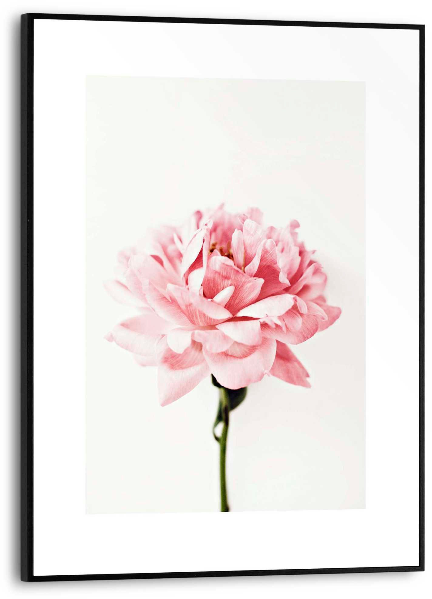 Reinders! Poster PIOENROOS deurposters roze