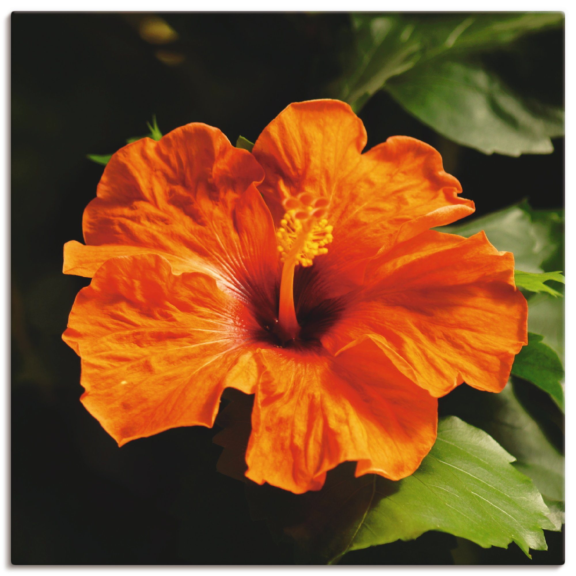 Artland Artprint Oranje hibiscus in vele afmetingen & productsoorten - artprint van aluminium / artprint voor buiten, artprint op linnen, poster, muursticker / wandfolie ook geschi
