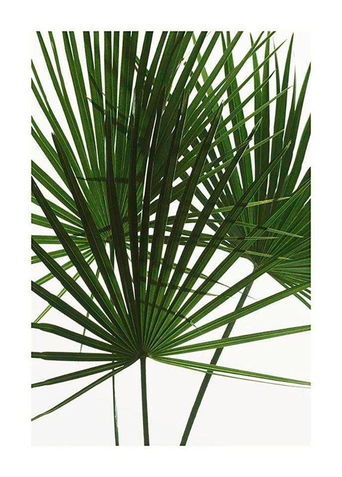Komar Poster Palmtree Leaves Hoogte: 70 cm