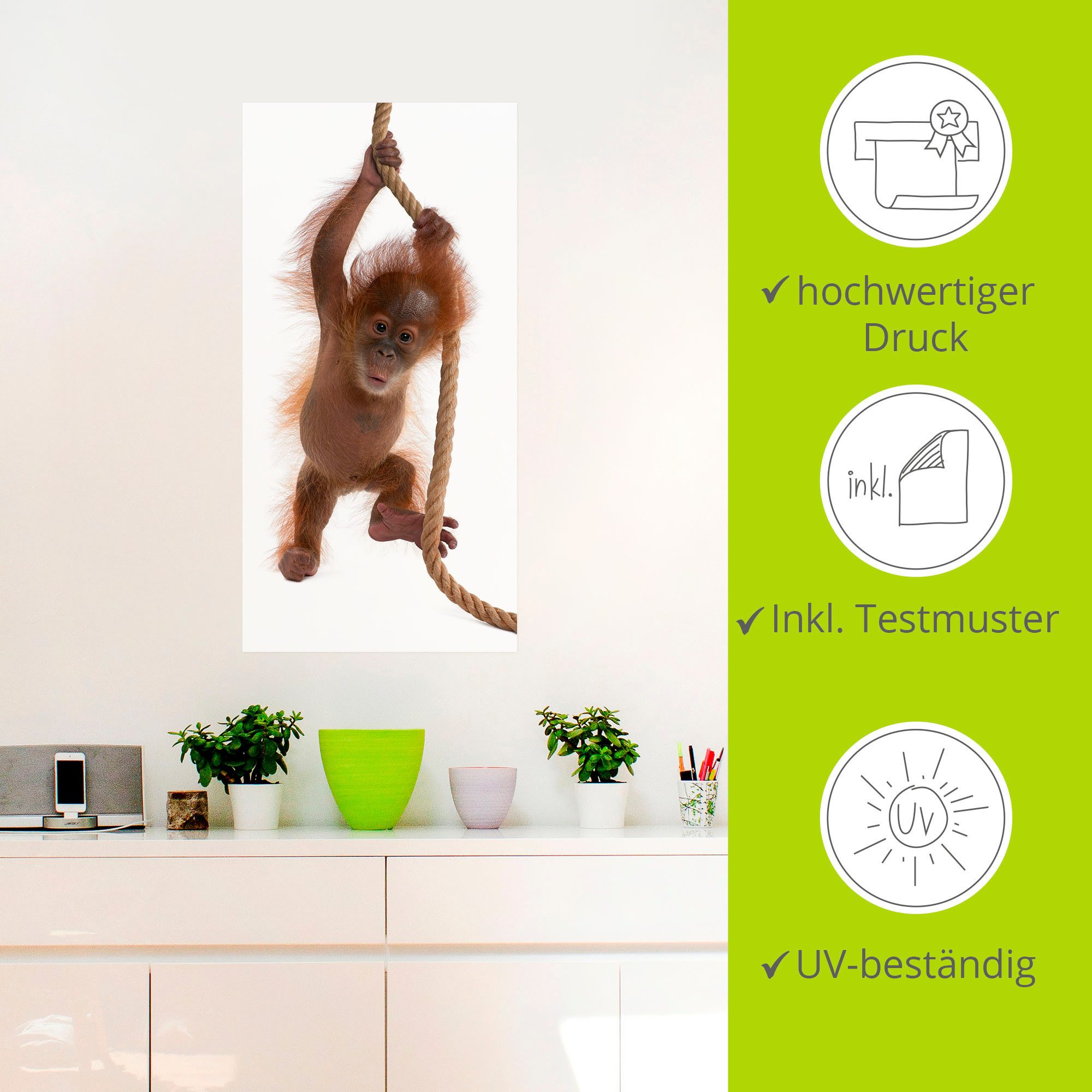 Artland Artprint Baby orang oetan hangt aan het touw I als artprint van aluminium, artprint op linnen, muursticker of poster in verschillende maten