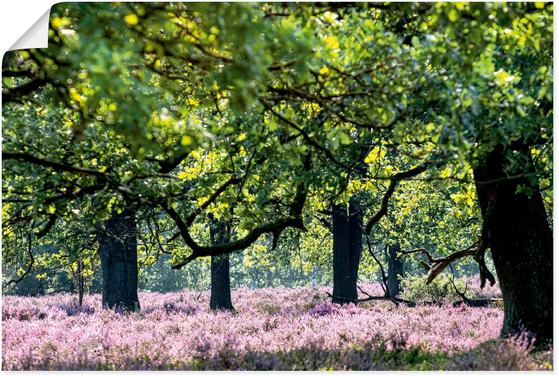 Artland Artprint Lüneburger Heide in vele afmetingen & productsoorten - artprint van aluminium / artprint voor buiten, artprint op linnen, poster, muursticker / wandfolie ook gesch