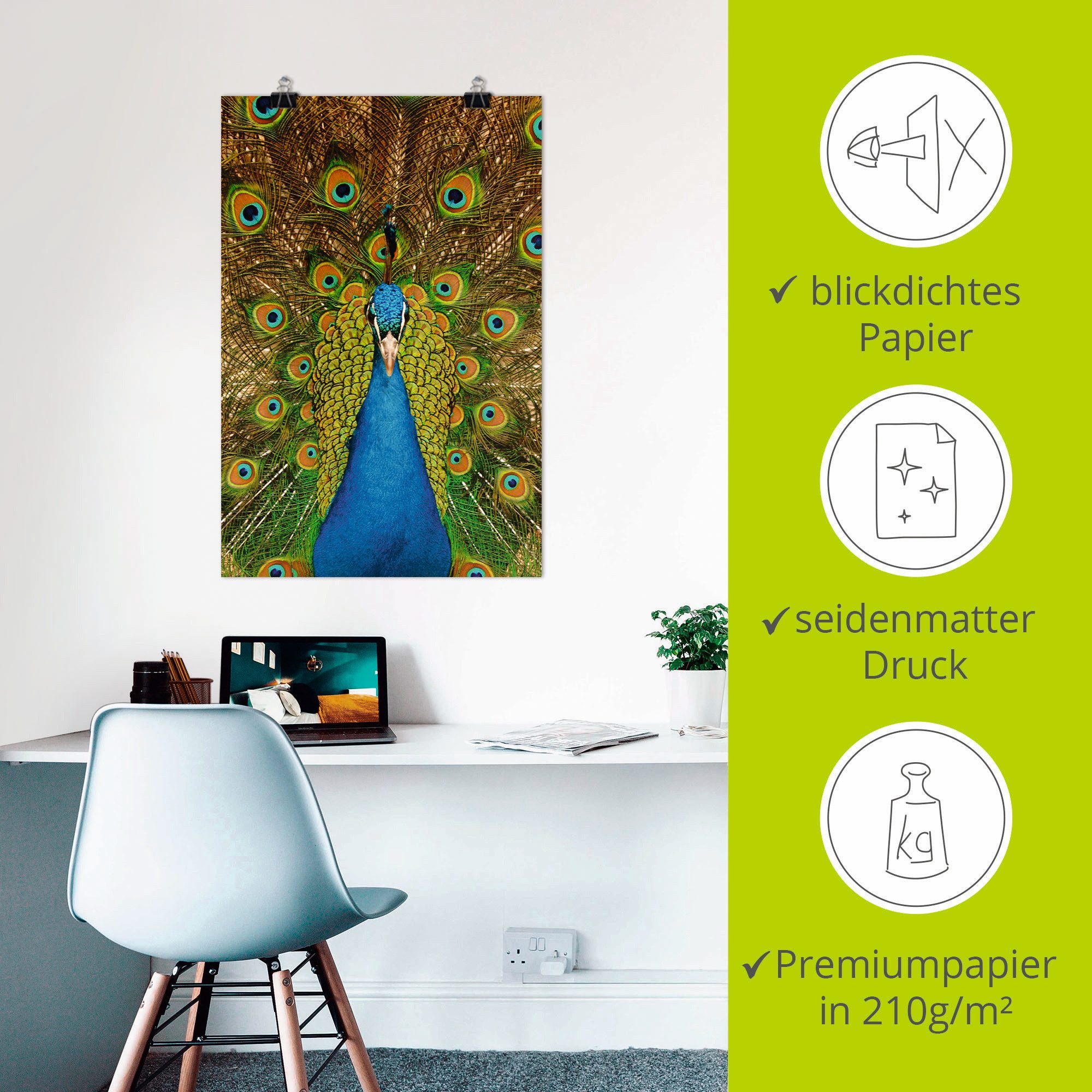 Artland Poster Trotse pauw als artprint van aluminium, artprint op linnen, muursticker of poster in verschillende maten
