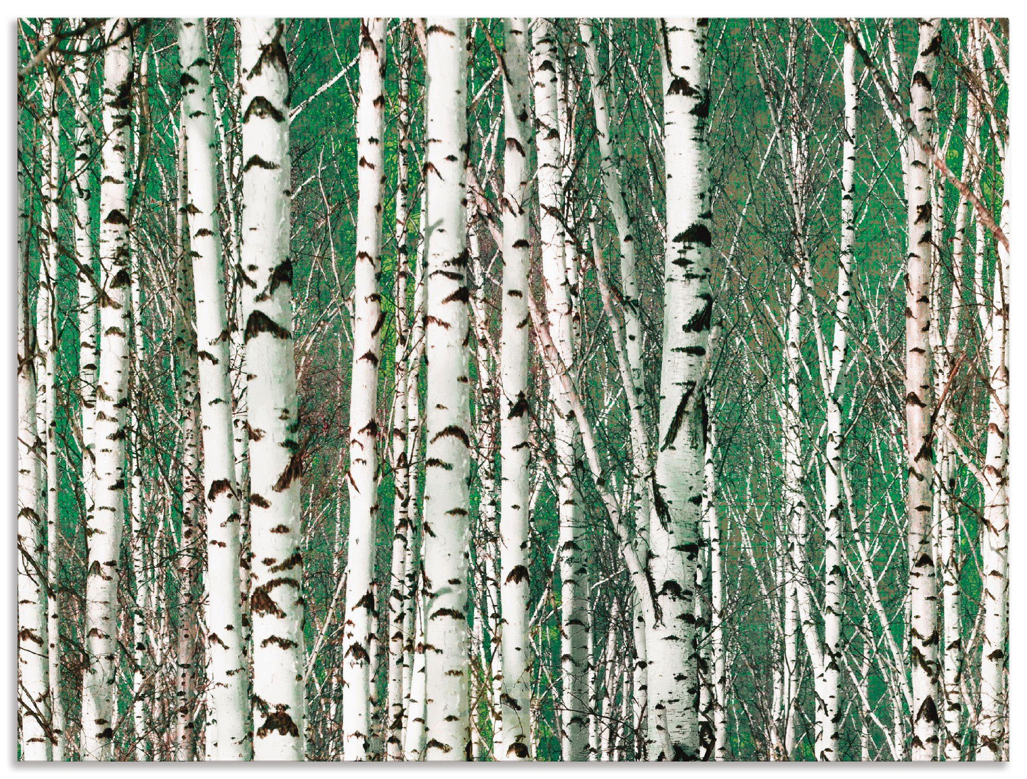 Artland Artprint Berkenbos - bomen in vele afmetingen & productsoorten - artprint van aluminium / artprint voor buiten, artprint op linnen, poster, muursticker / wandfolie ook gesc