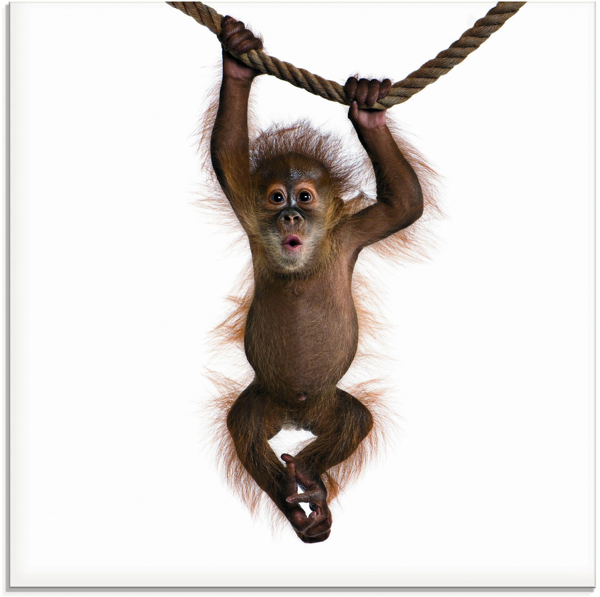 Artland Print op glas Baby Sumatra orang oetan hangt aan het touw (1 stuk)