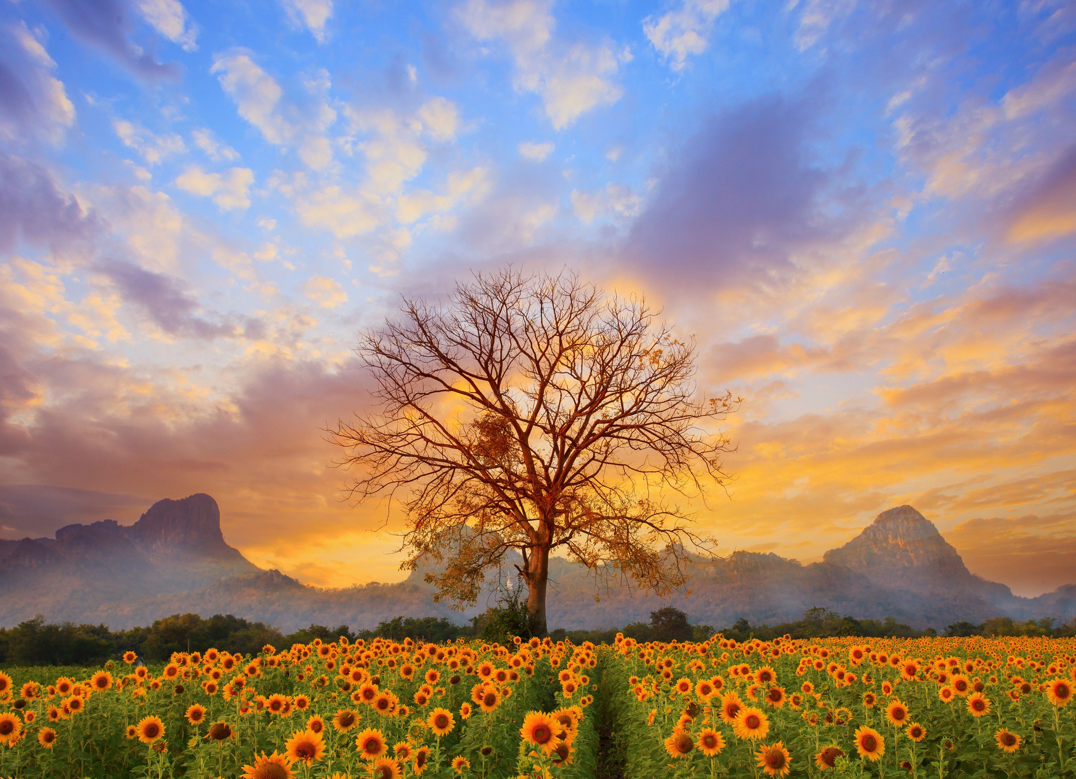 Papermoon Fotobehang Sunflower Field