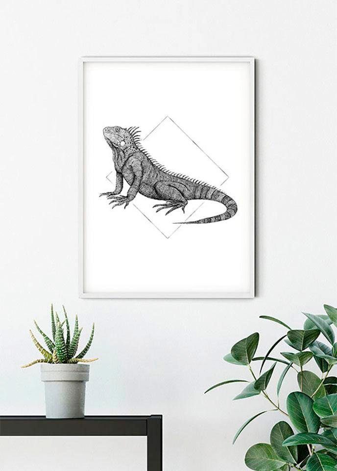 Komar XXL poster Iguana White