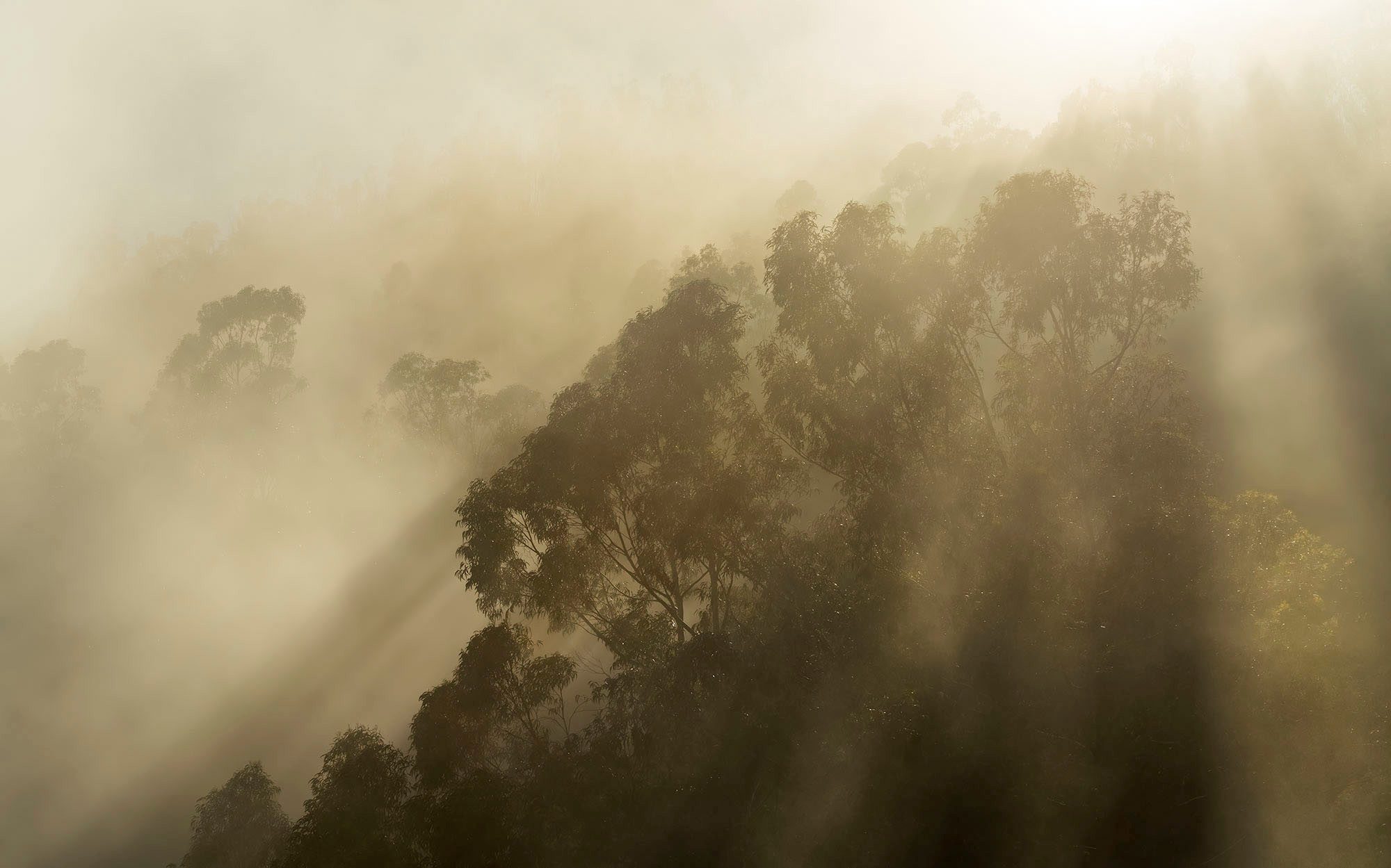 Komar Fotobehang Digitale print vlies - Foggy Sunshine - Afmeting 400 x 250 cm (1 stuk)