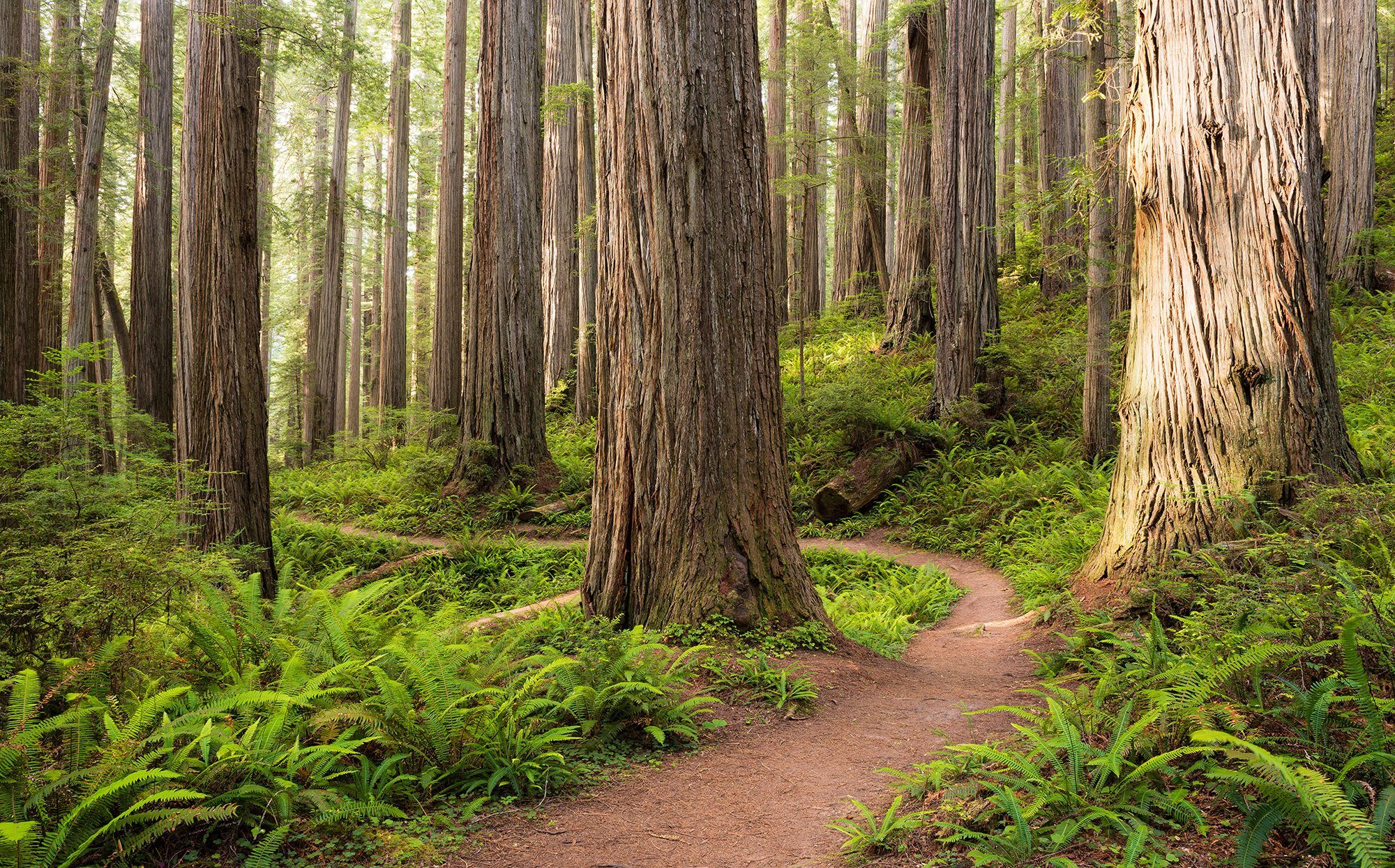 Komar fotobehang Redwood Trail