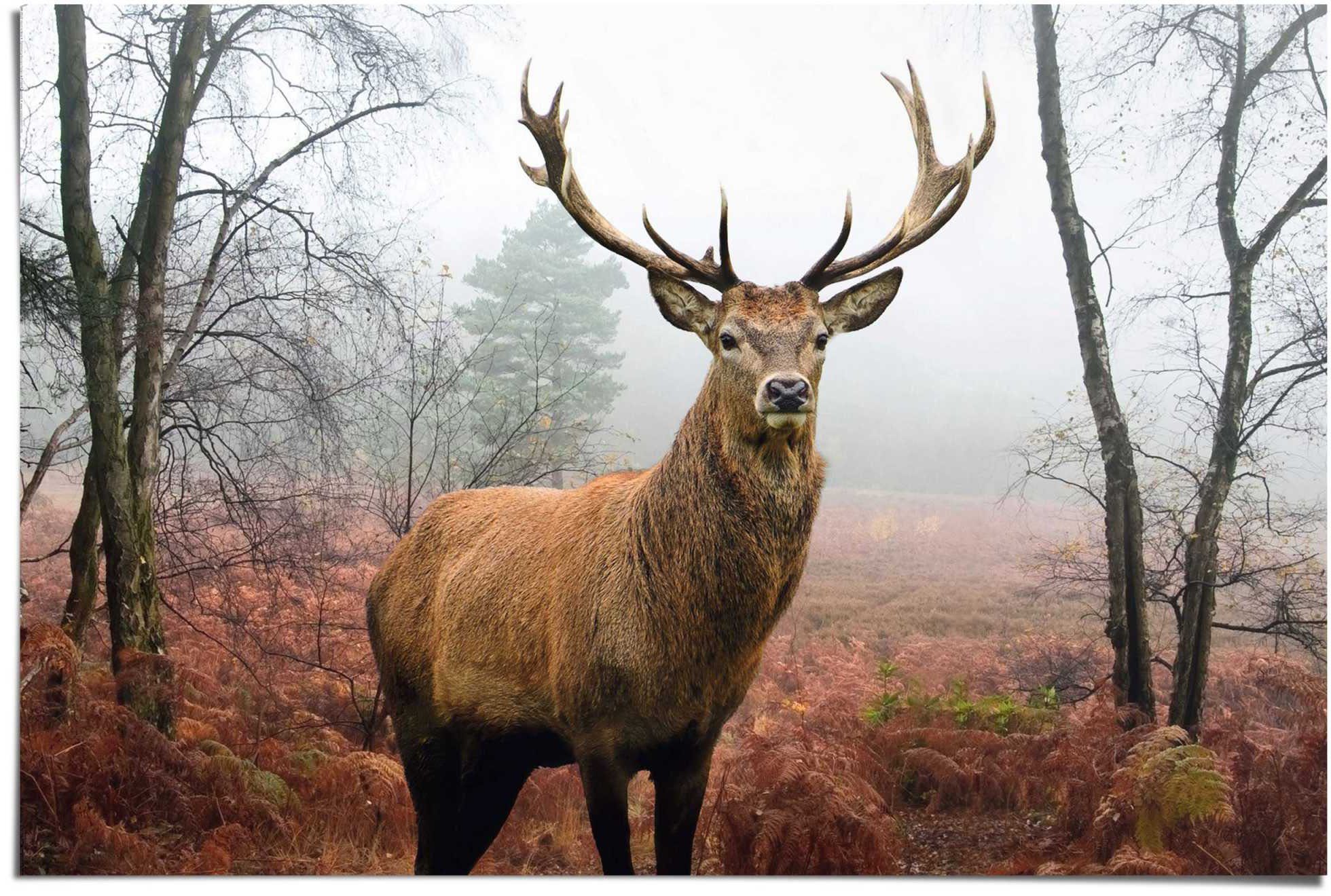 Reinders! Poster Edelhert in het bos