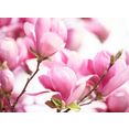 papermoon fotobehang pink magnolia multicolor