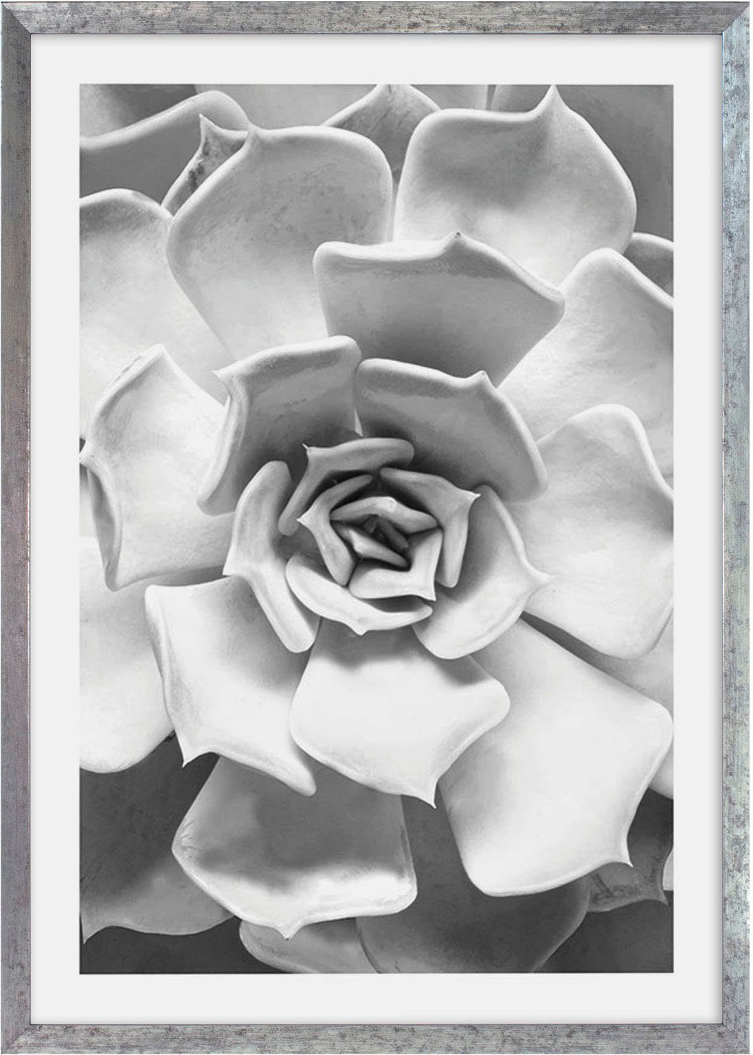 Komar Artprint met lijst Succulent Aeonium