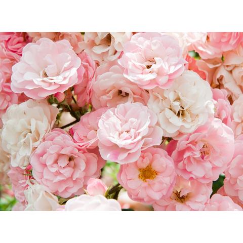 BMD fotobehang Pink Roses
