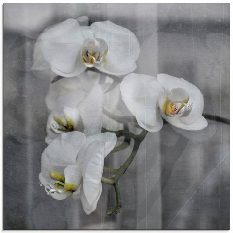 Artland Print op glas Witte orchideeën - white orchidee (1 stuk)