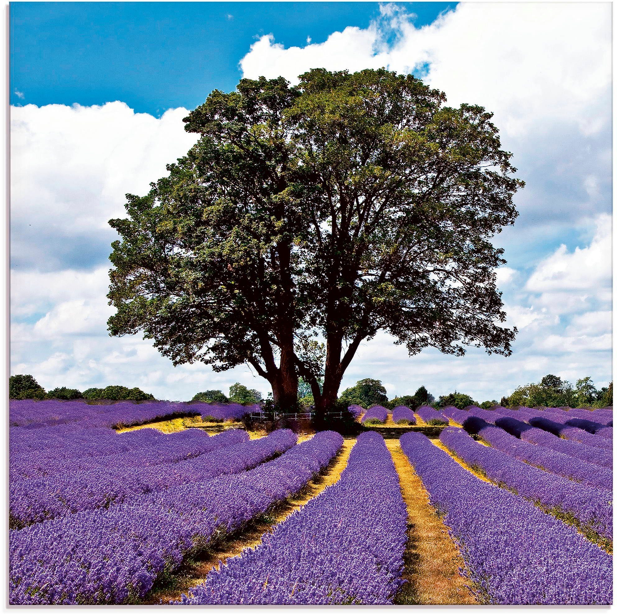 Artland Print op glas Mooi lavendelveld in de zomer