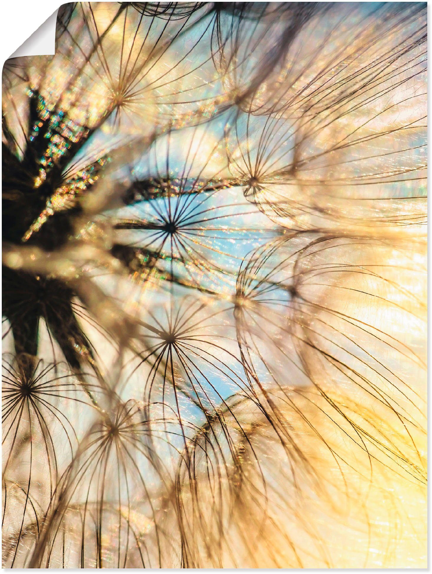 Artland artprint Pusteblume Poesie