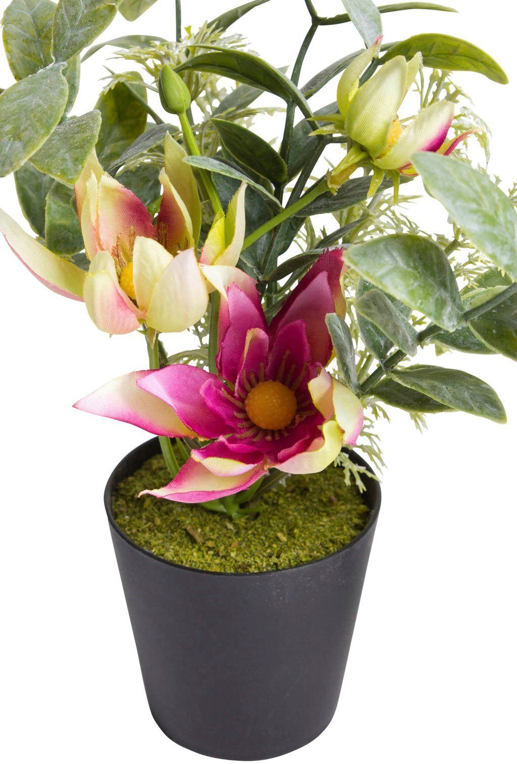 Botanic-Haus Kunst-potplanten Helleborus-arrangement in een zwarte kunststof pot (set, 3 stuks)