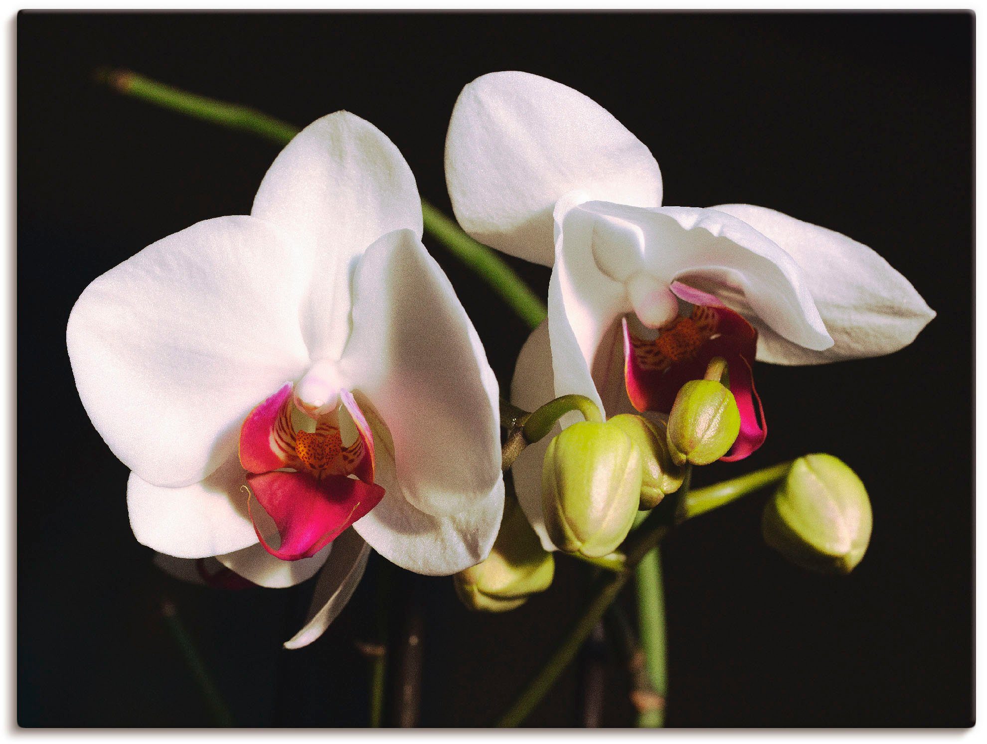 Artland Artprint Witte orchidee in vele afmetingen & productsoorten -artprint op linnen, poster, muursticker / wandfolie ook geschikt voor de badkamer (1 stuk)