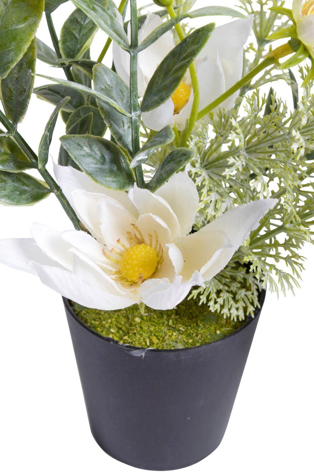 Botanic-Haus Kunst-potplanten Helleborus-arrangement in een zwarte kunststof pot (set, 3 stuks)