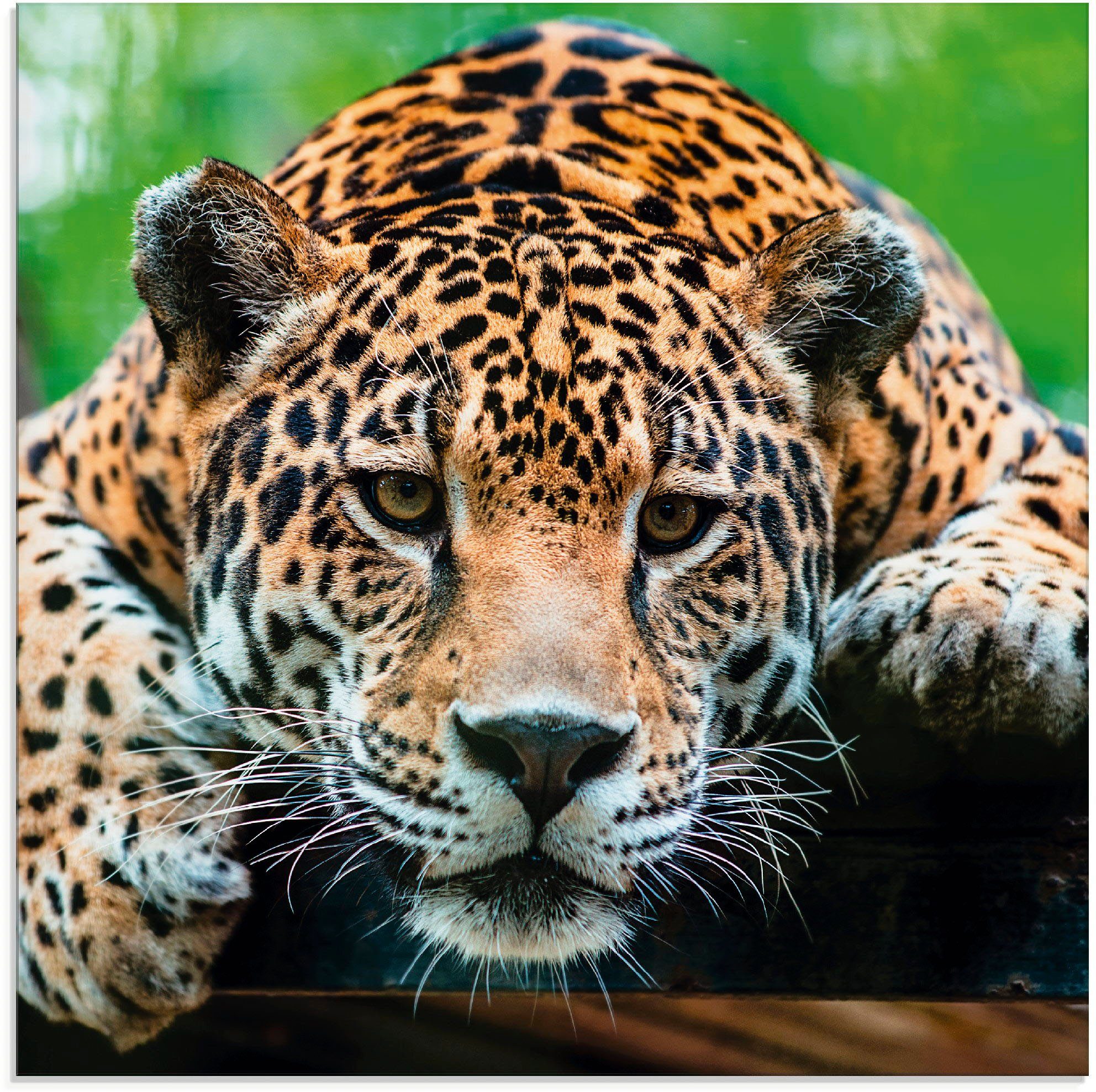 Artland Print op glas Zuid-Amerikaanse jaguar (1 stuk)