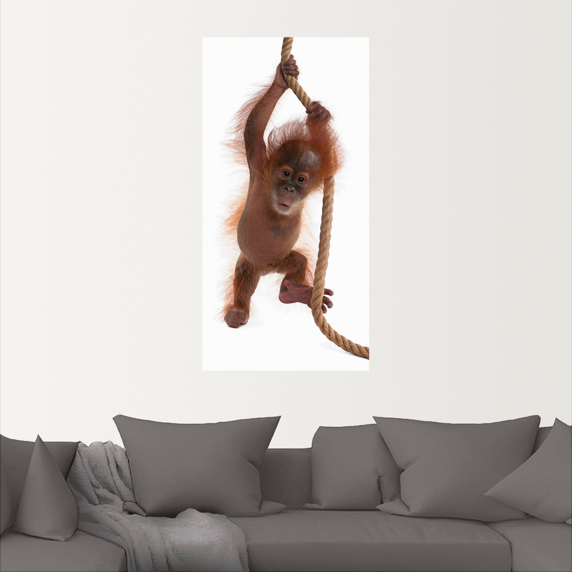Artland Artprint Baby orang oetan hangt aan het touw I als artprint van aluminium, artprint op linnen, muursticker of poster in verschillende maten