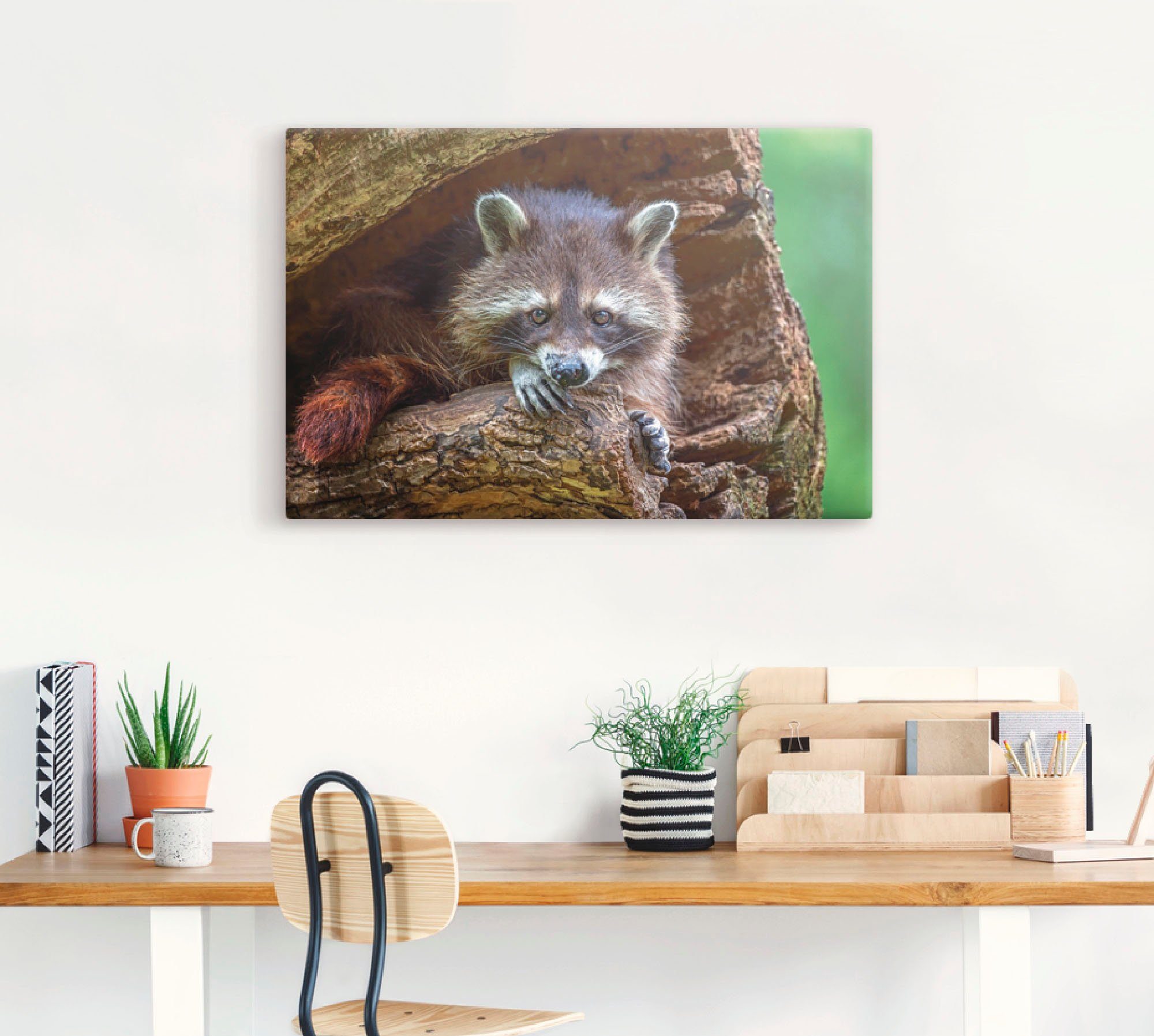 Artland Artprint op linnen Wasbeer gespannen op een spieraam
