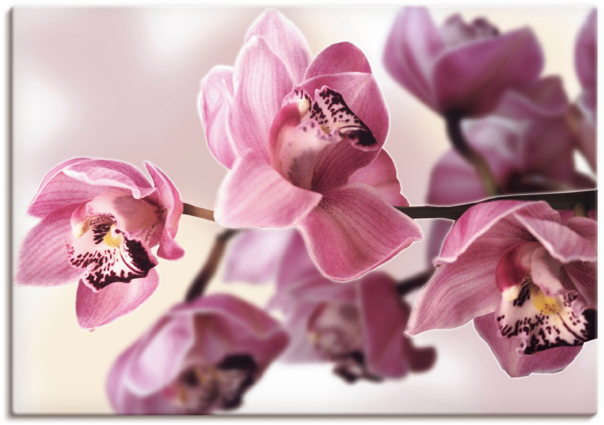 Artland Artprint Roze orchidee in vele afmetingen & productsoorten - artprint van aluminium / artprint voor buiten, artprint op linnen, poster, muursticker / wandfolie ook geschikt
