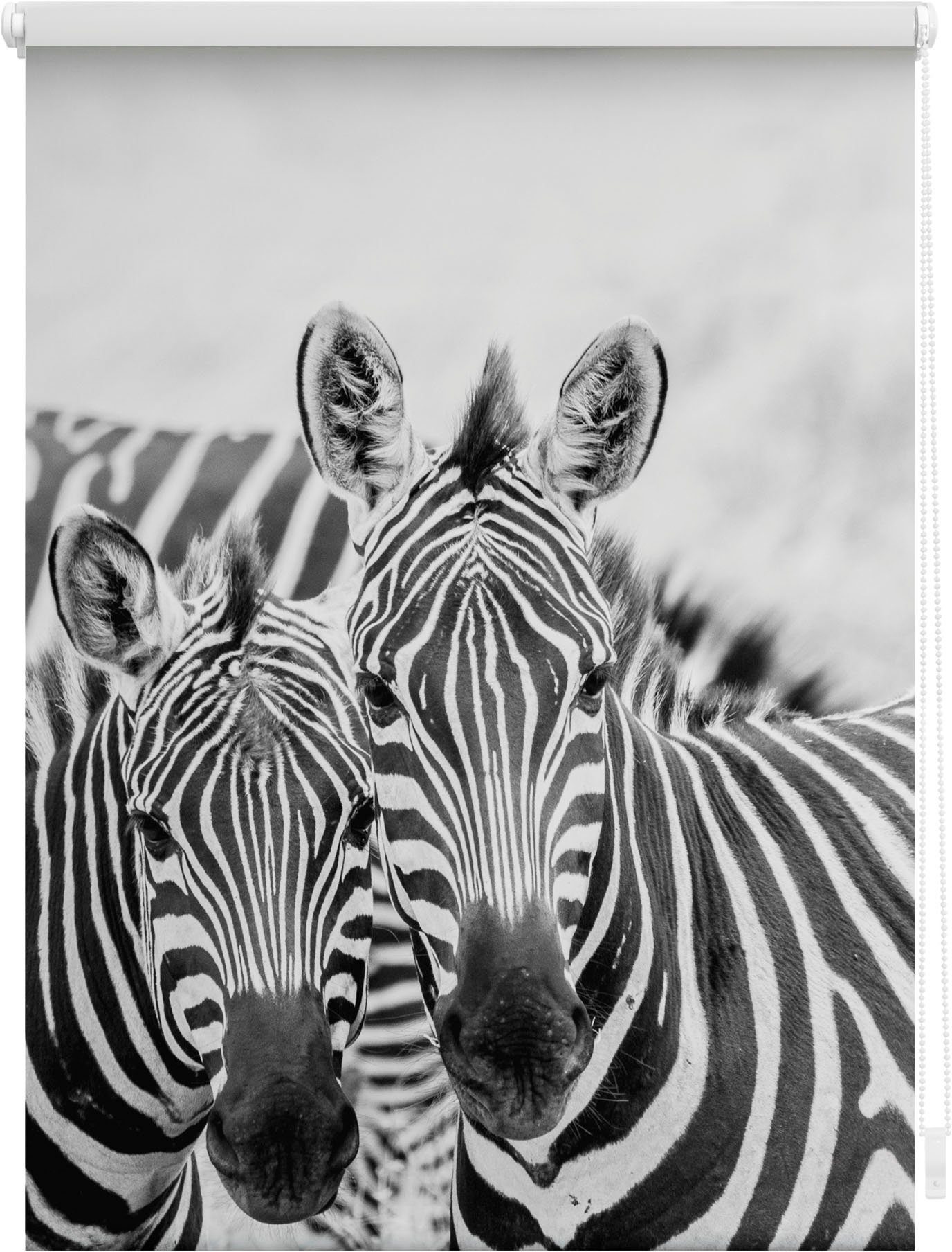 LICHTBLICK Rolgordijn met zijbediening Klemmfix motief zebra (1 stuk) rolgordijnen maat H/B: 150/120 cm zwart
