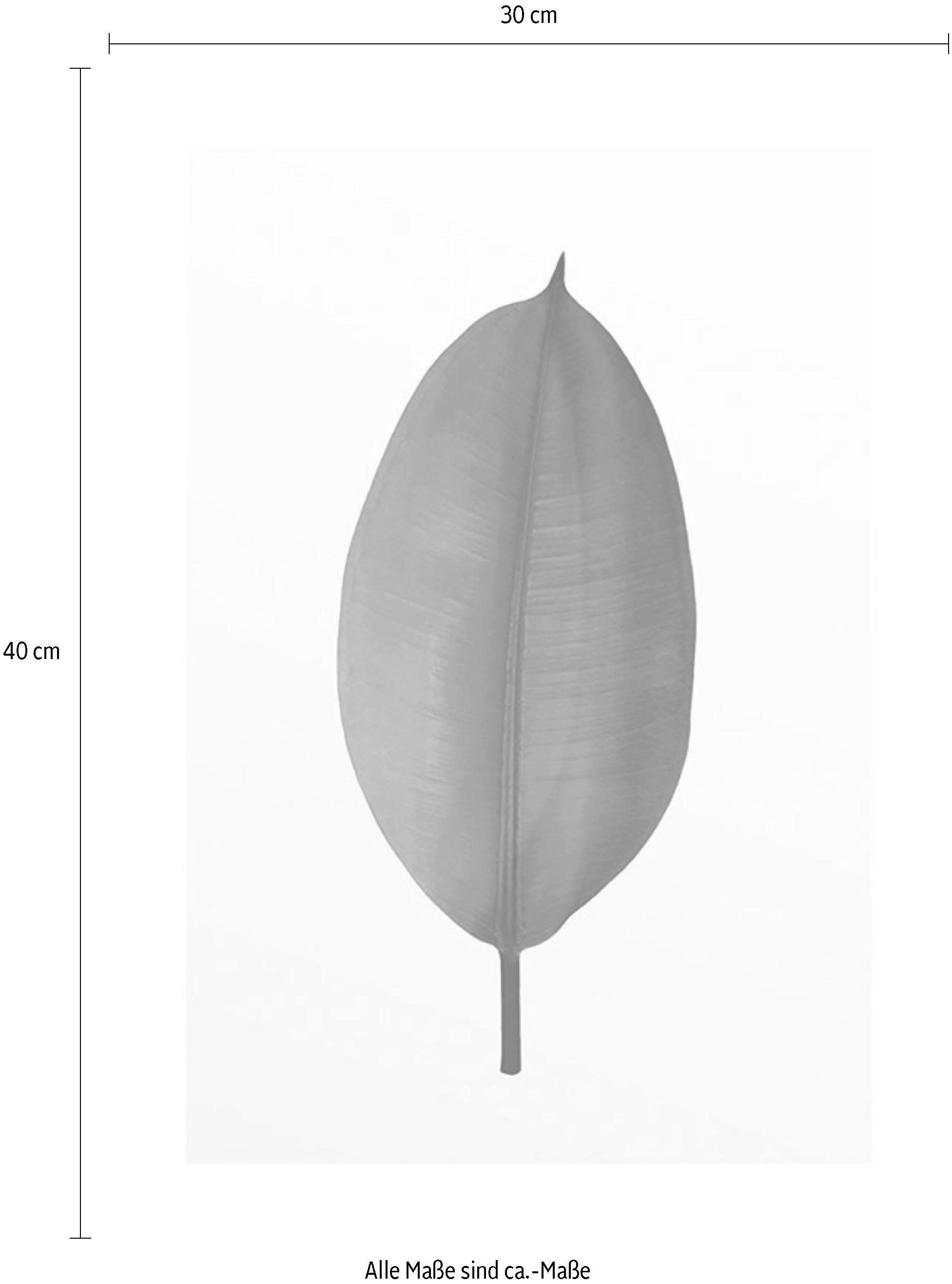 Komar Wanddecoratie Ficus Leaf Wanddecoratie - zonder lijst (1 stuk)