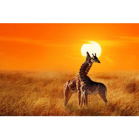 BMD fotobehang Giraffes against Sunset