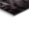 reinders! artprint highlander stier diermotief - close-up - schotse hooglander (1 stuk) zwart