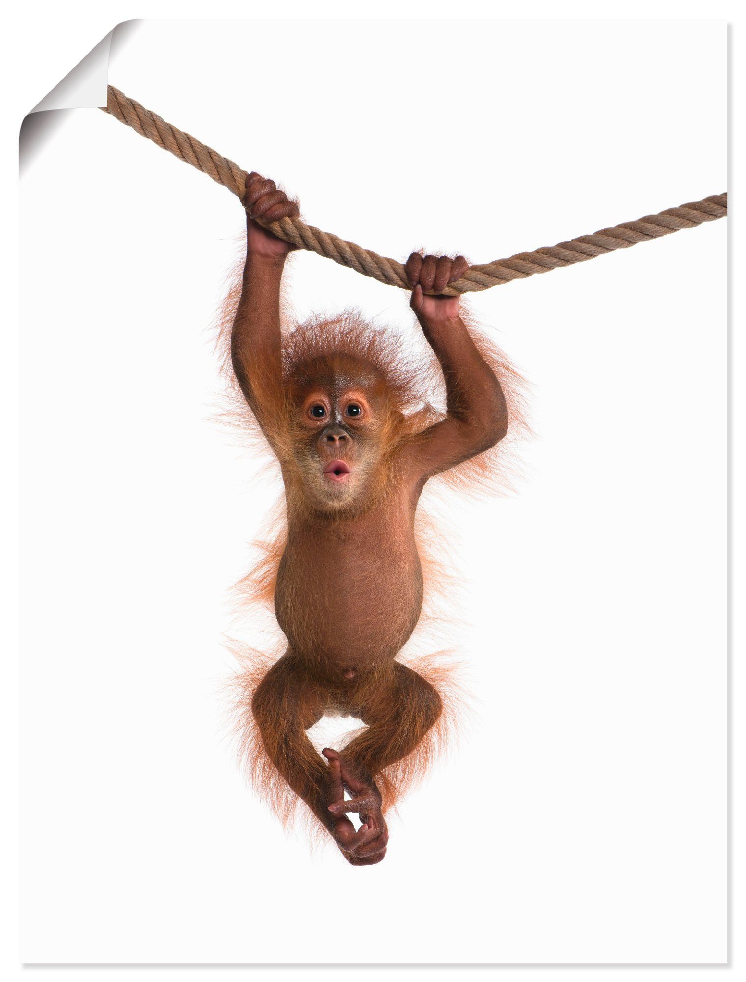 Artland Artprint Baby orang oetan hangt aan het touw II in vele afmetingen & productsoorten - artprint van aluminium / artprint voor buiten, artprint op linnen, poster, muursticker