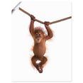 artland artprint baby orang oetan hangt aan het touw ii in vele afmetingen  productsoorten - artprint van aluminium - artprint voor buiten, artprint op linnen, poster, muursticker - wandfolie ook geschikt voor de badkamer (1 stuk) wit