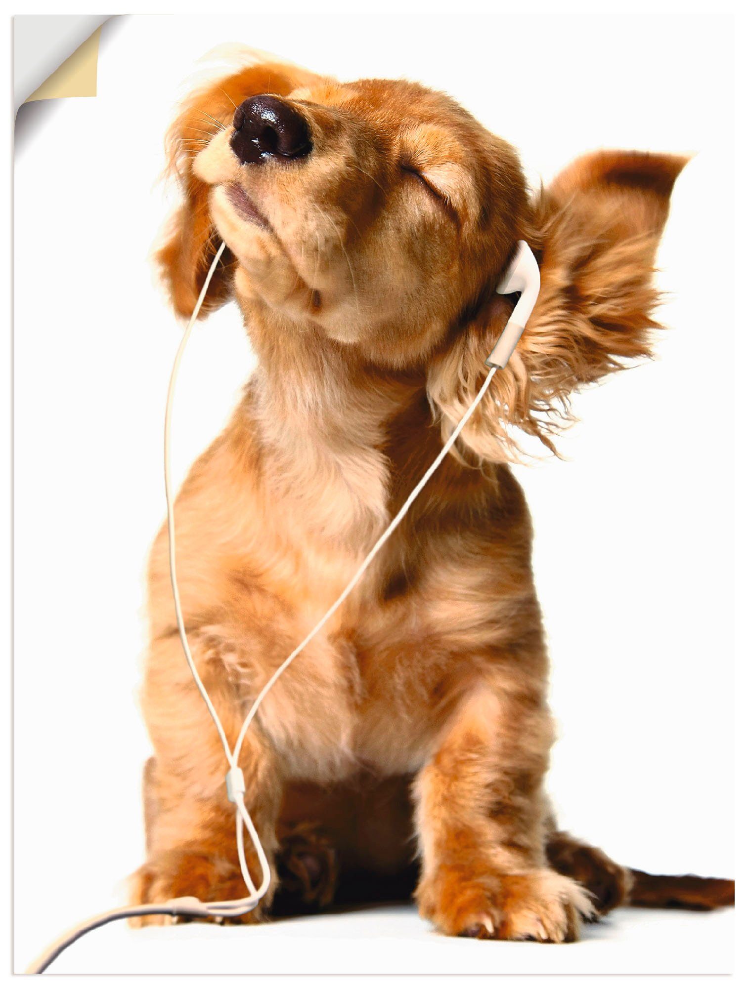 Artland Artprint Jonge hond die naar muziek door hoofdtelefoon luistert in vele afmetingen & productsoorten -artprint op linnen, poster, muursticker / wandfolie ook geschikt voor d