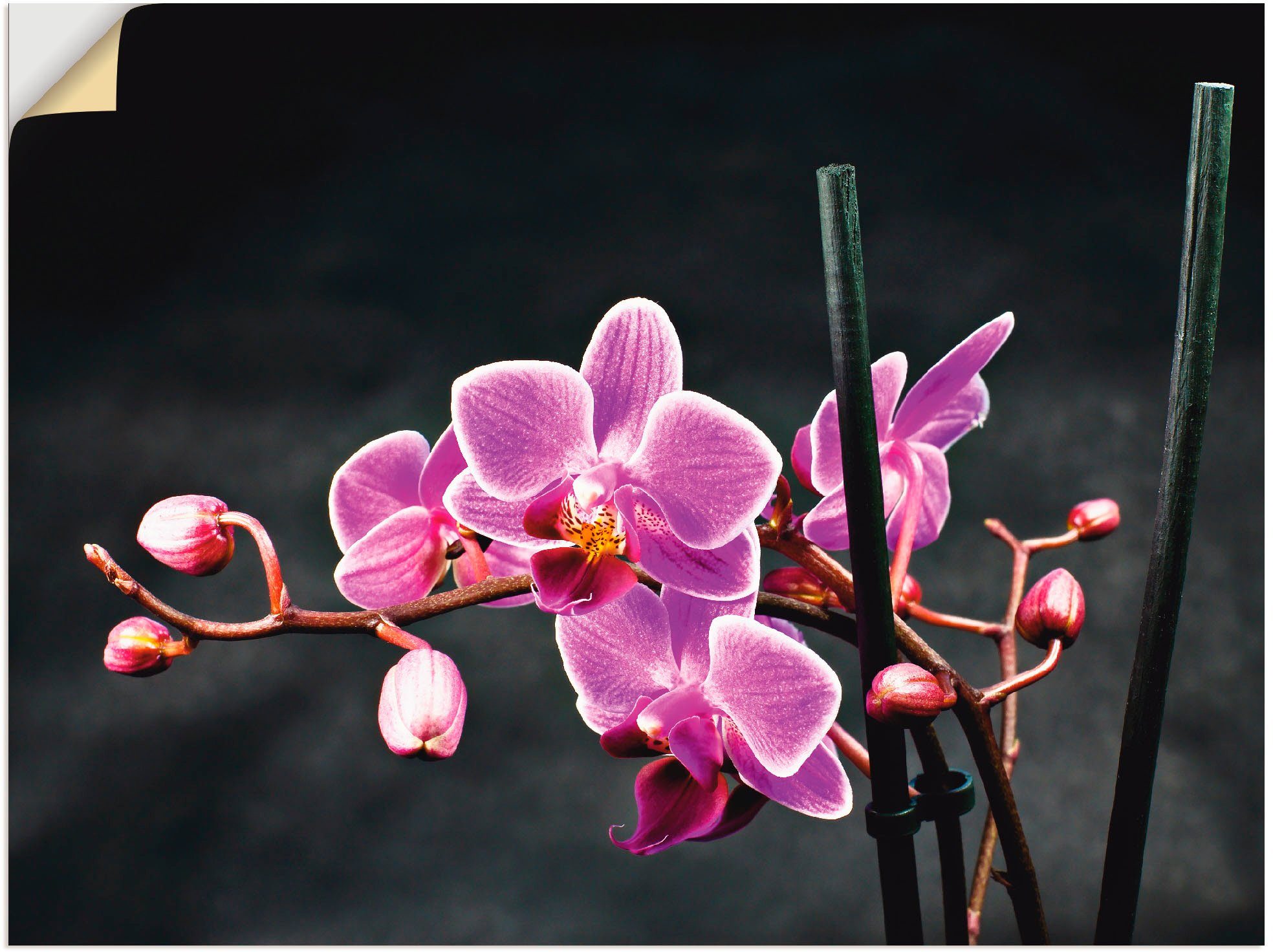 Artland Artprint Een orchidee voor een zwarte achtergrond in vele afmetingen & productsoorten -artprint op linnen, poster, muursticker / wandfolie ook geschikt voor de badkamer (1