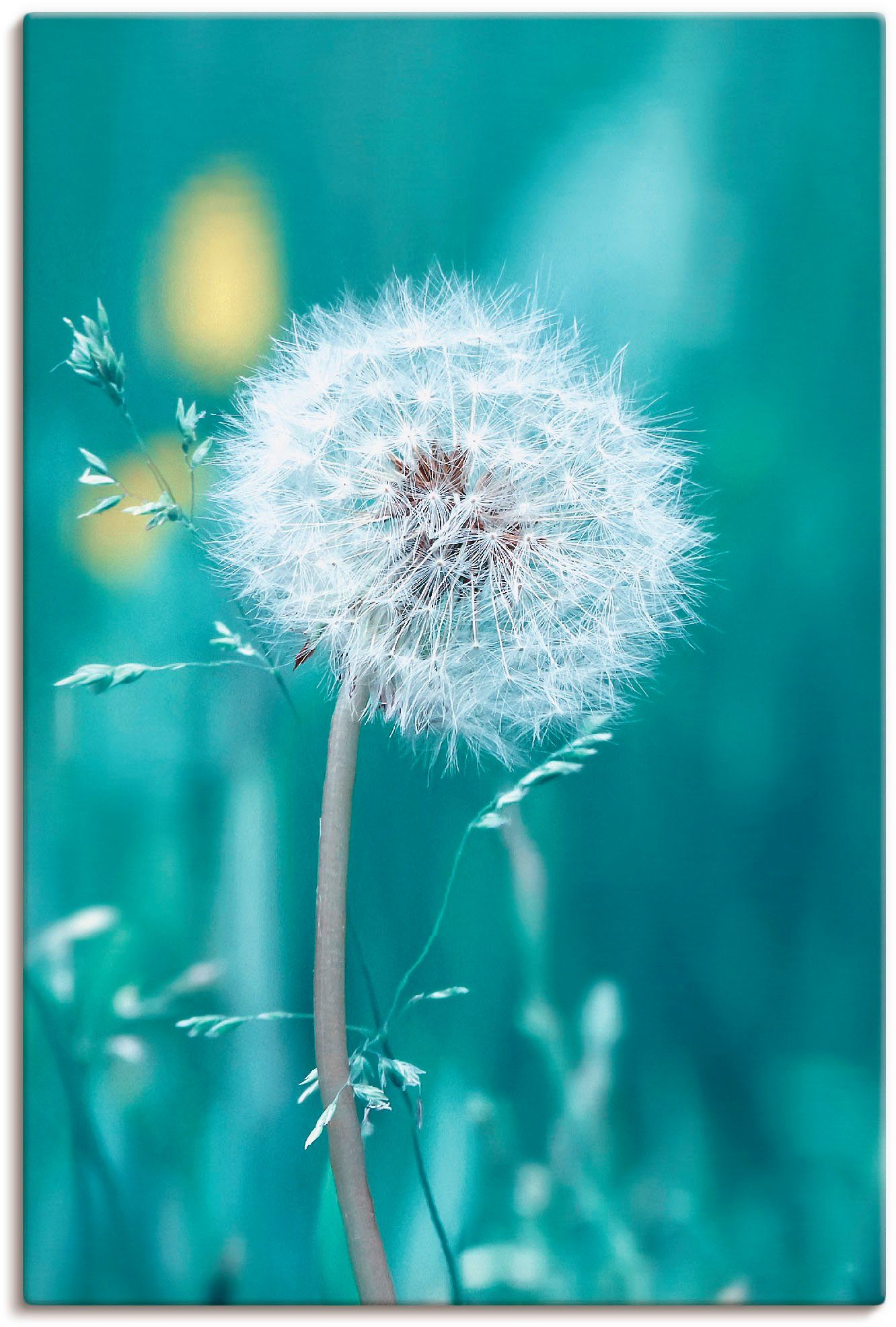 Artland artprint Pusteblume