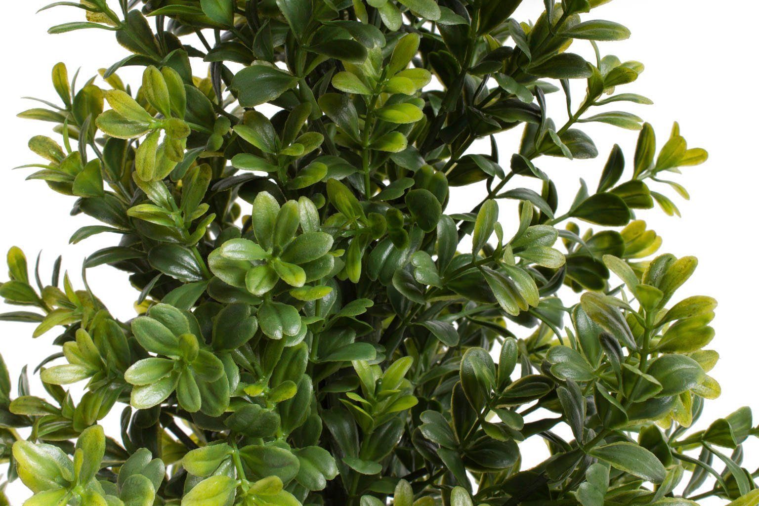 Botanic-Haus Kunst-potplanten Buxus in pot (1 stuk)