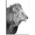 reinders! artprint leeuw koning - jungle - zijportret - krachtig (1 stuk) zwart