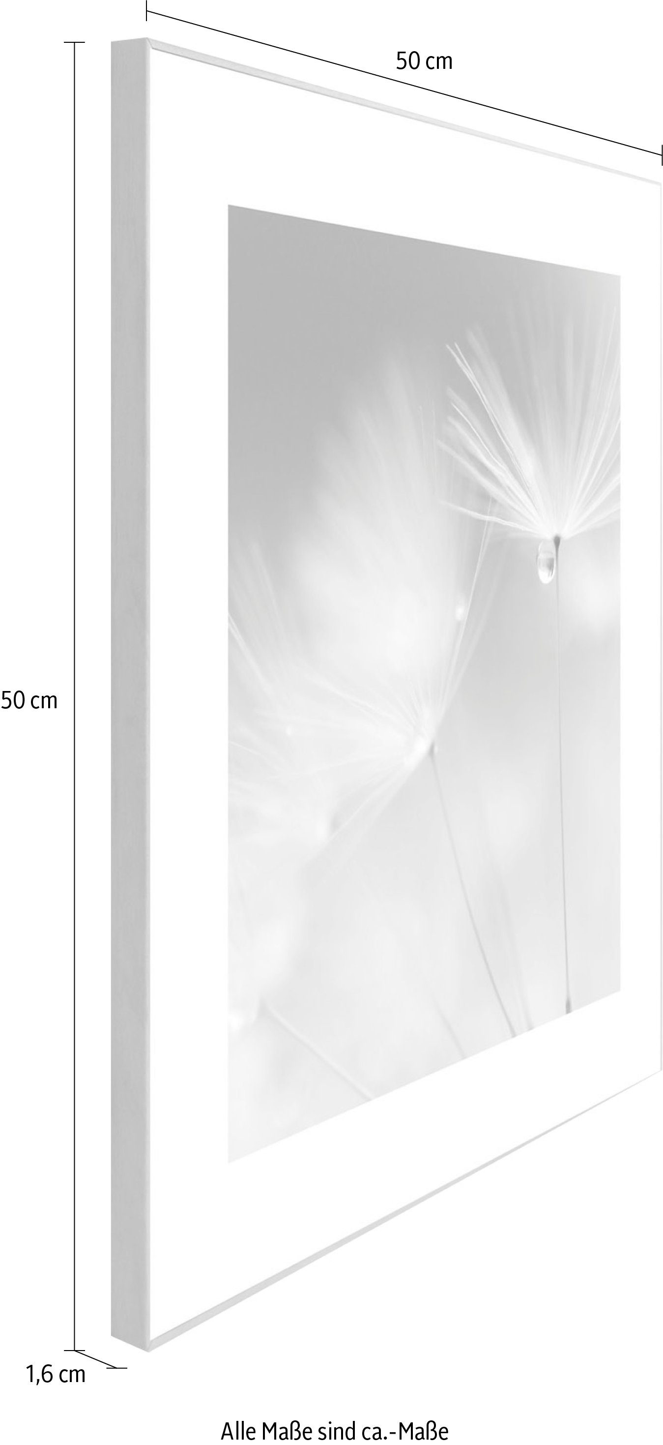 Reinders! Artprint Slim Frame Wood 50x50 Dewdrop Dandelion