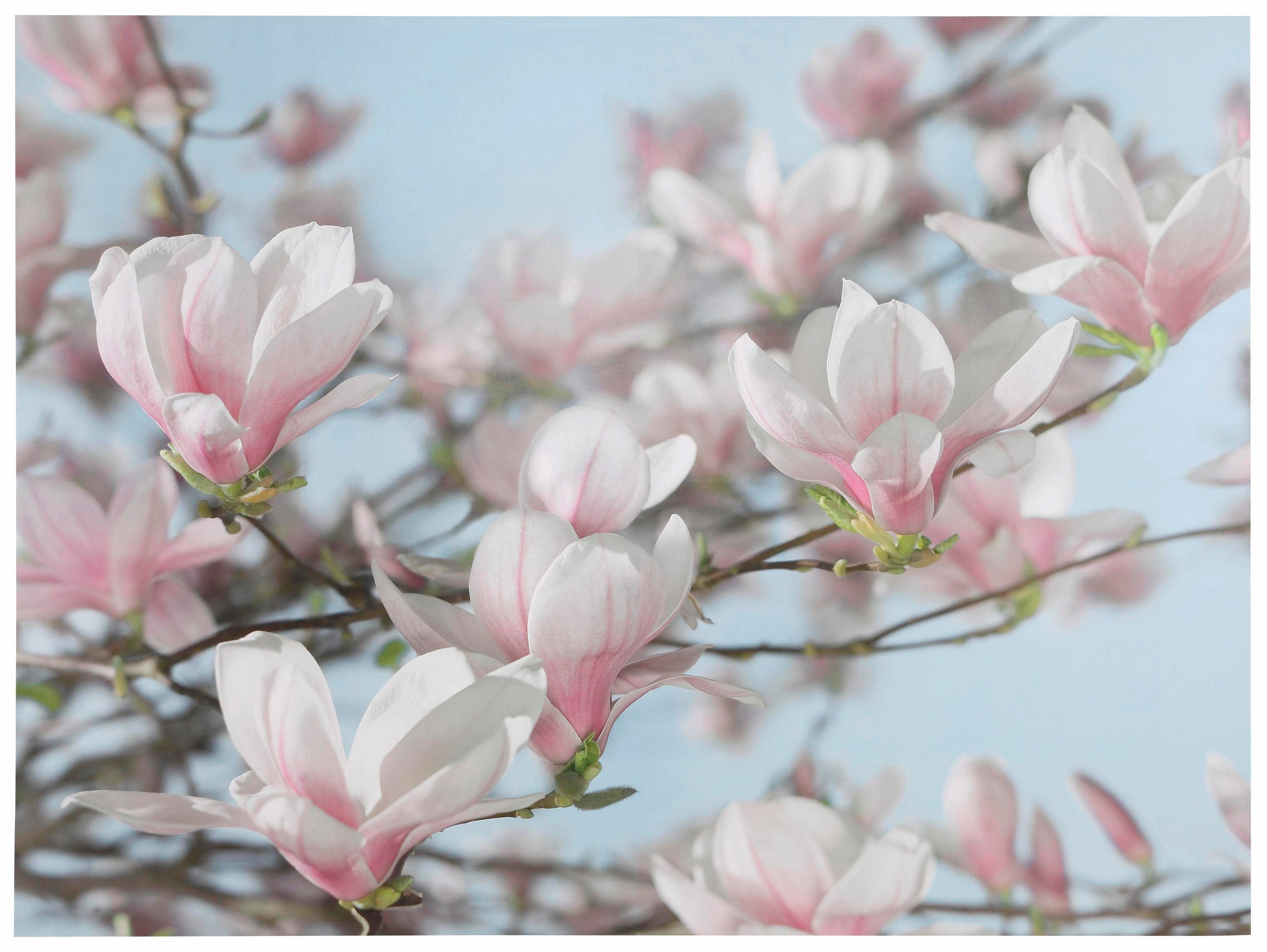 komar fotobehang magnolia 368x254 cm (breedte x hoogte), inclusief pasta (set) multicolor
