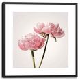 reinders! wanddecoratie ingelijste afbeelding pioenroos - bloemen - romantisch (1 stuk) roze