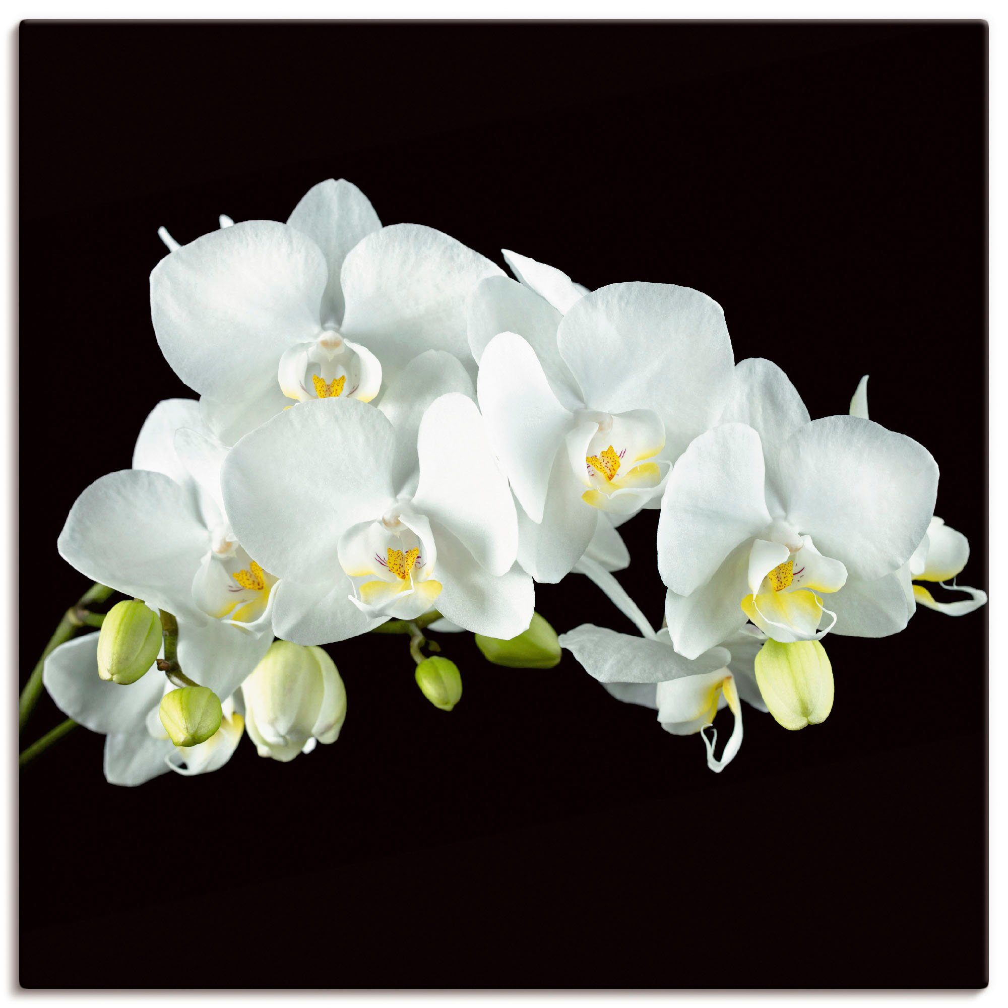 Artland Artprint Witte orchidee op een zwarte achtergrond als artprint op linnen, poster, muursticker in verschillende maten