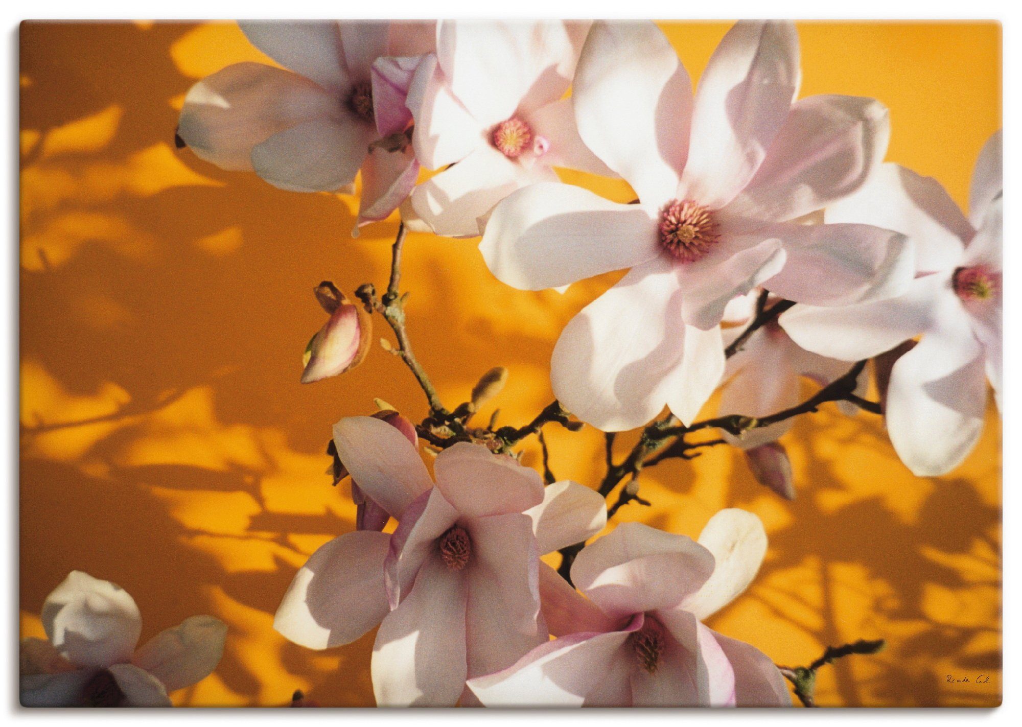 Artland Artprint Fotocollage magnolia als artprint op linnen, poster in verschillende formaten maten foto schilderijen oranje