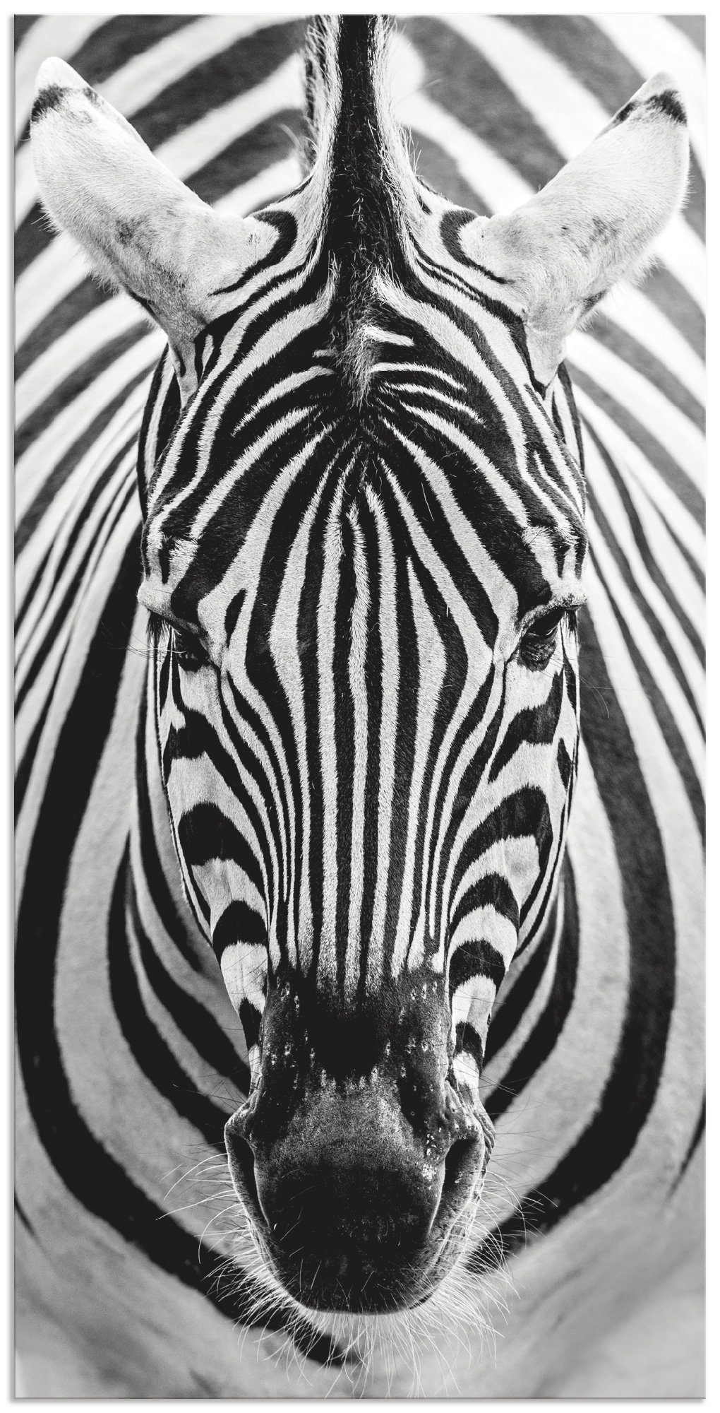 Artland Artprint Zebra in vele afmetingen & productsoorten - artprint van aluminium / artprint voor buiten, artprint op linnen, poster, muursticker / wandfolie ook geschikt voor de